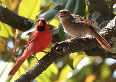Male and Juvenile Cardinal